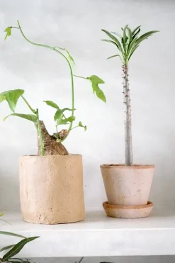 Ørkenplanter Og Knoldplanter^PLANT Adenia viridiflora