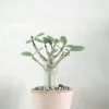 Ørkenplanter Og Knoldplanter^PLANT Adenium ansu "mini baobab"