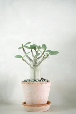 Ørkenplanter Og Knoldplanter^PLANT Adenium ansu "mini baobab"