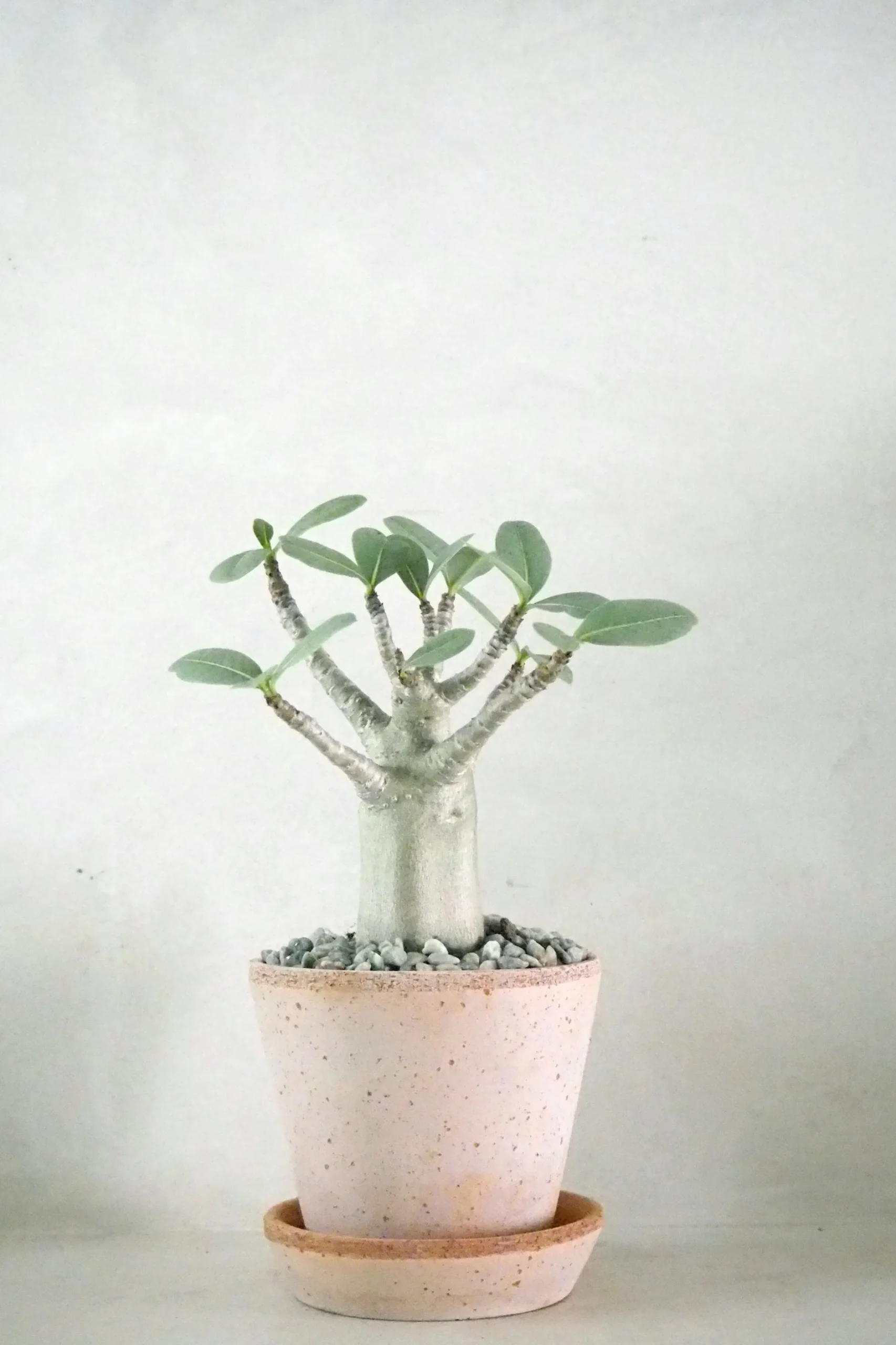 Ørkenplanter Og Knoldplanter^PLANT Adenium ansu "mini baobab"