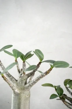 Ørkenplanter Og Knoldplanter^PLANT Adenium ansu "mini baobab"