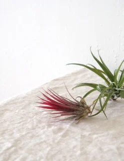Tropiske Planter|Air Plants^PLANT Air s