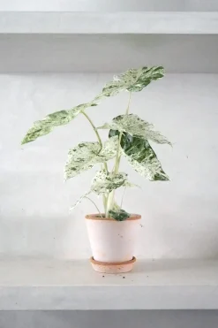 Tropiske Planter^PLANT Alocasia camouflage