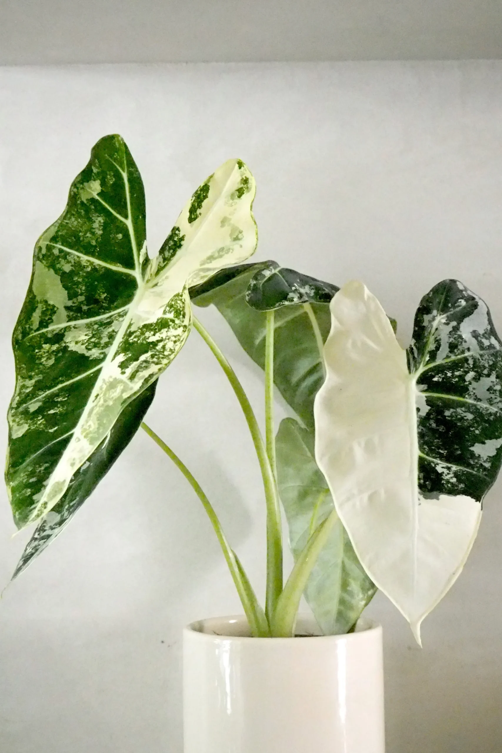 Tropiske Planter^PLANT Alocasia frydek variegata