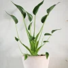 Tropiske Planter^PLANT Alocasia Tiny dancer