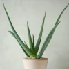 Ørkenplanter Og Knoldplanter|Danskavlede Planter^PLANT Aloe Vera