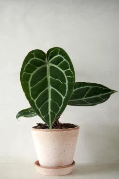 Tropiske Planter|Danskavlede Planter^PLANT Anthurium Crystallinum