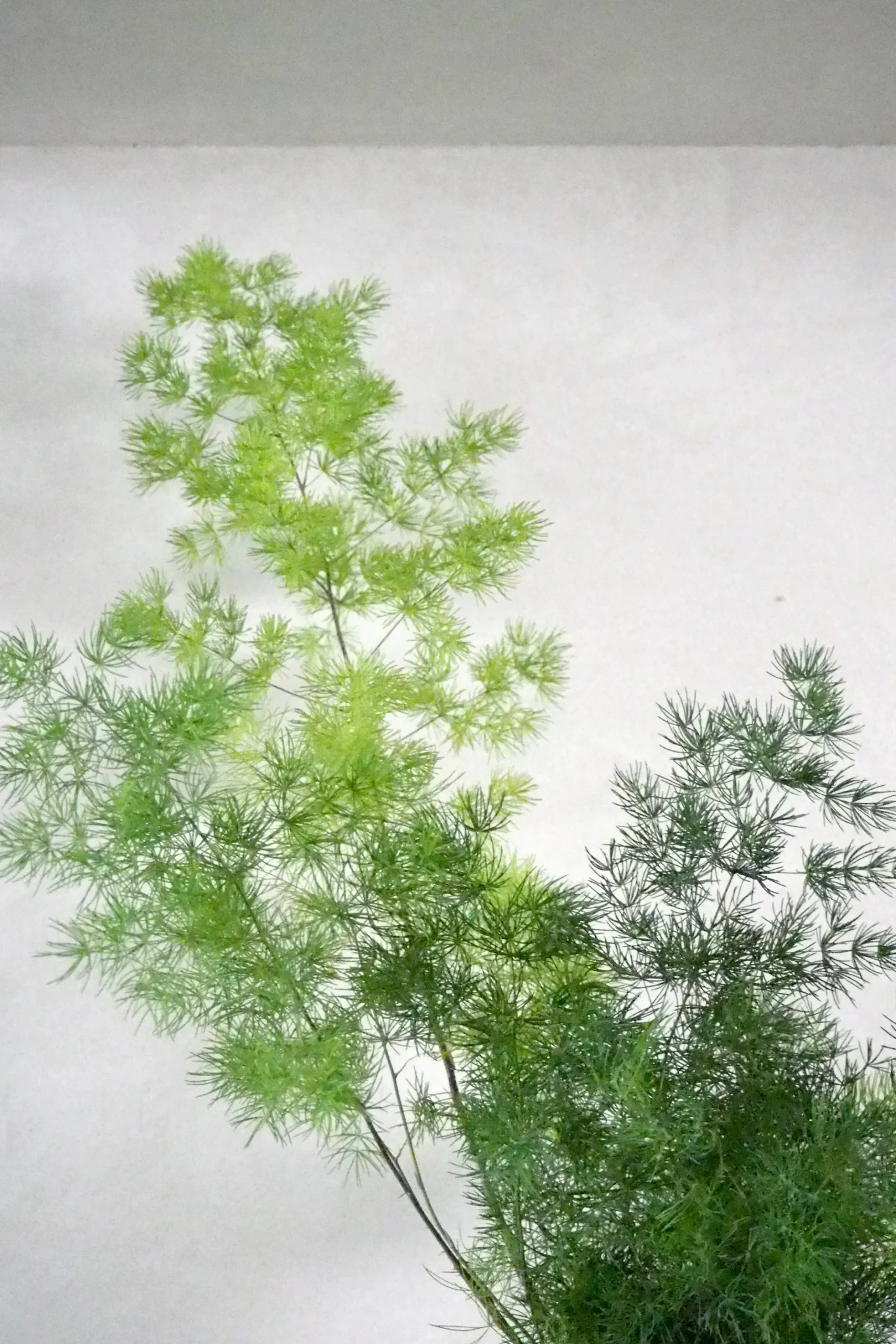 Tropiske Planter^PLANT Asparagus Myriocladus