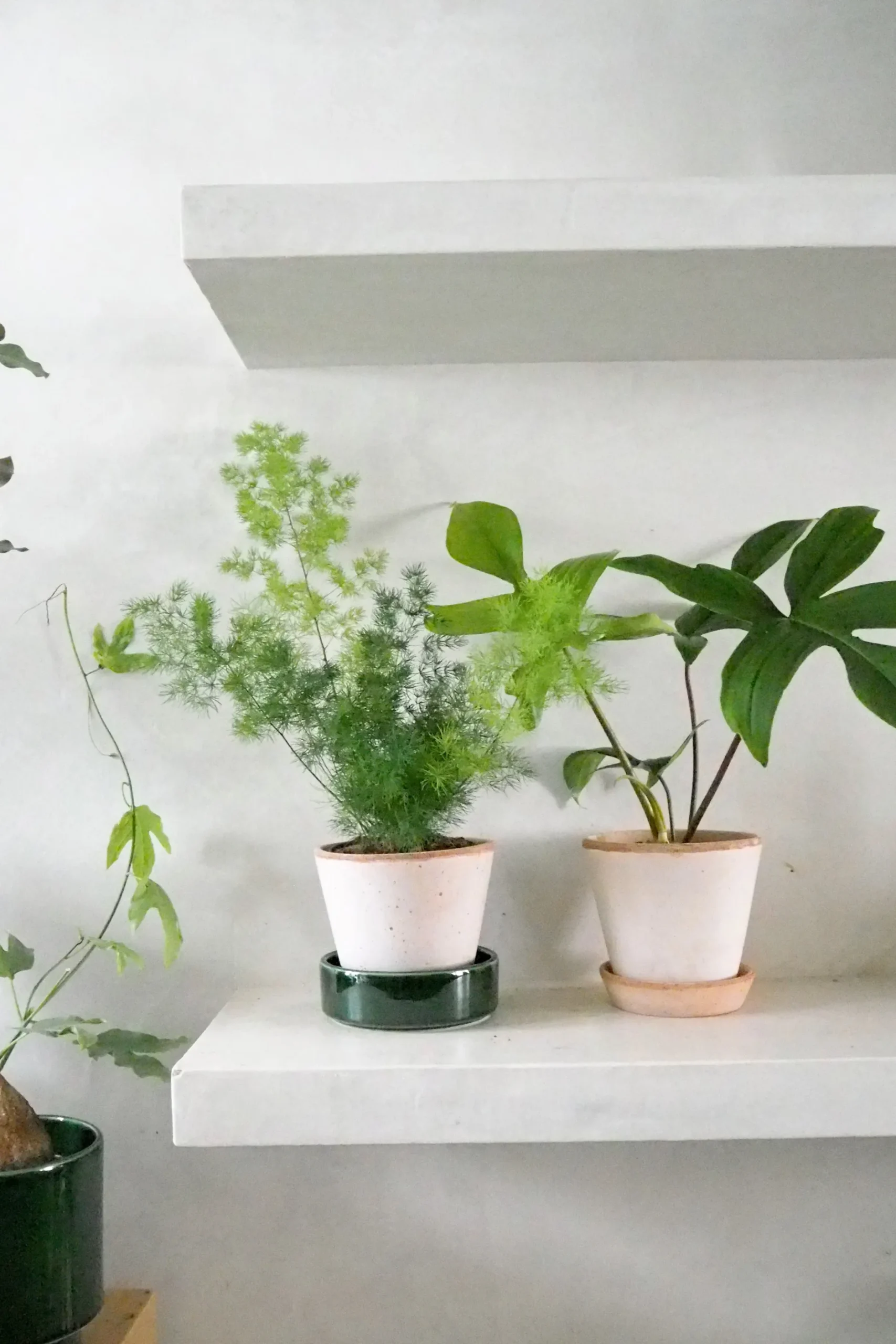 Tropiske Planter^PLANT Asparagus Myriocladus