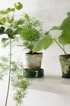 Tropiske Planter^PLANT Asparagus Sprengerii