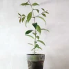 Danskavlede Planter^PLANT Australsk birk