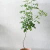 Ørkenplanter Og Knoldplanter^PLANT Balsamtræ