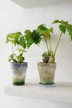 Tropiske Planter|Danskavlede Planter^PLANT Begonia Carolineifolia, lille