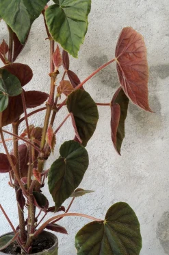 Duftgeranium|Danskavlede Planter^PLANT Begonia Oldemor