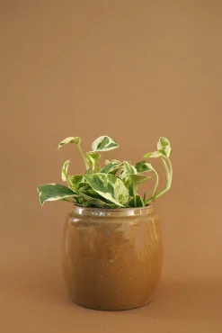 Glaserede Krukker|Lille^PLANT Berit, mustard ø12 cm