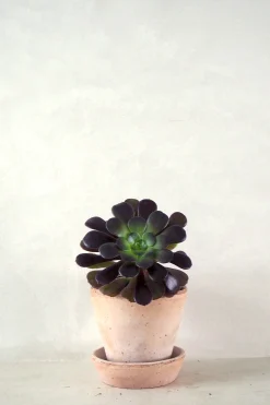 Ørkenplanter Og Knoldplanter|Danskavlede Planter^PLANT Black Rose - Aeonium