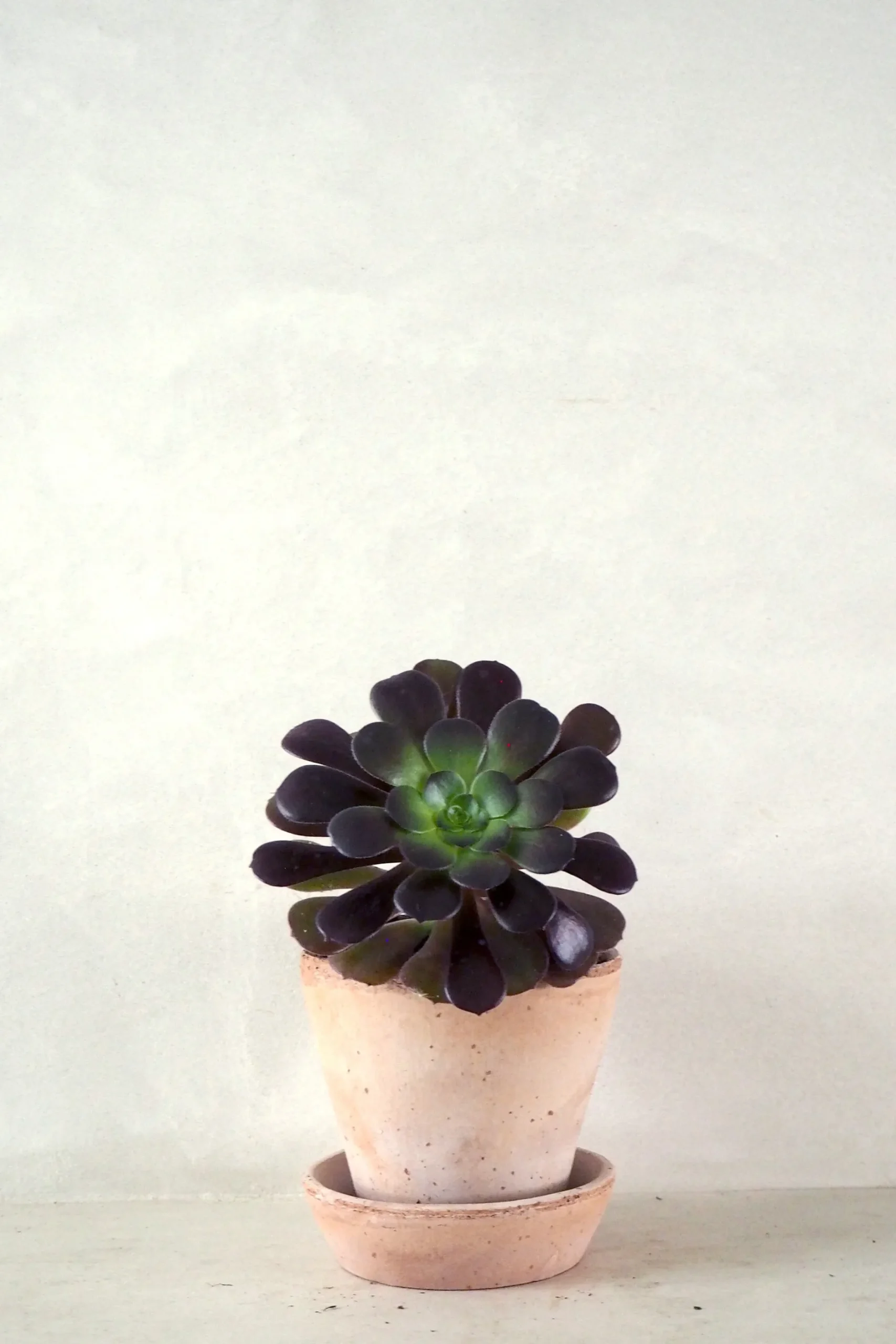 Ørkenplanter Og Knoldplanter|Danskavlede Planter^PLANT Black Rose - Aeonium