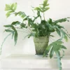 Tropiske Planter|Danskavlede Planter^PLANT Blue star bregne
