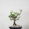 Danskavlede Planter|Bonsai^PLANT Bonsai Carmona, lille