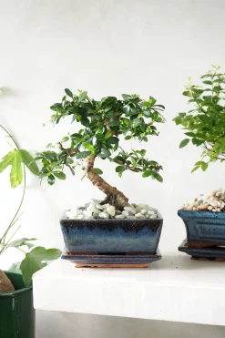Bonsai^PLANT Bonsai Carmona, medium
