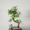 Danskavlede Planter|Bonsai^PLANT Bonsai Carmona, stor
