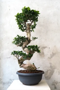 Bonsai|Gulvplanter Og Store Træer^PLANT Bonsai Ficus Ginseng, stor
