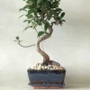 Bonsai^PLANT Bonsai Ficus, medium I