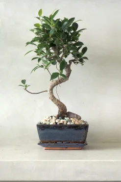 Bonsai^PLANT Bonsai Ficus, medium I