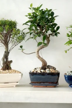 Bonsai^PLANT Bonsai Ficus, medium I