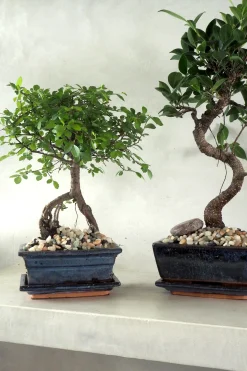 Bonsai^PLANT Bonsai Ficus, medium I