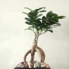 Bonsai^PLANT Bonsai Ficus, medium II