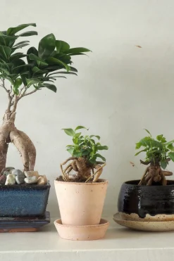 Bonsai^PLANT Bonsai Ficus, medium II