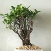 Bonsai^PLANT Bonsai Ficus, medium II
