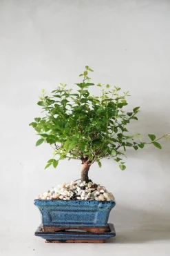 Bonsai^PLANT Bonsai Sageretia, medium