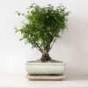 Danskavlede Planter|Bonsai^PLANT Bonsai Sageretia, medium