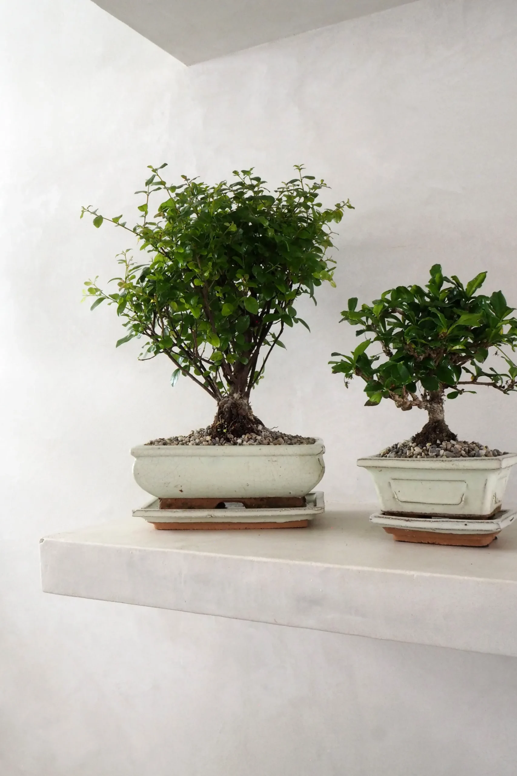 Danskavlede Planter|Bonsai^PLANT Bonsai Sageretia, medium