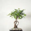 Bonsai^PLANT Bonsai Zelkova, lille