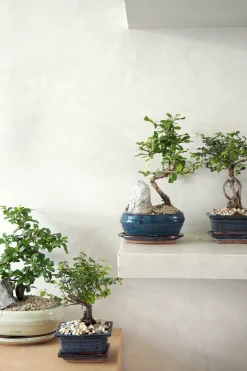 Bonsai^PLANT Bonsai Zelkova, lille