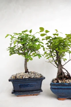 Bonsai^PLANT Bonsai Zelkova, lille