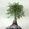 Bonsai^PLANT Bonsai Zelkova, medium I