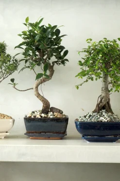 Bonsai^PLANT Bonsai Zelkova, medium I