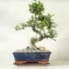 Danskavlede Planter|Bonsai^PLANT Bonsai Zelkova, stor