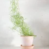 Ørkenplanter Og Knoldplanter^PLANT Bowiea volubilis
