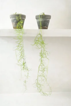 Ørkenplanter Og Knoldplanter^PLANT Bowiea volubilis