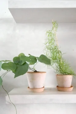Ørkenplanter Og Knoldplanter^PLANT Bowiea volubilis