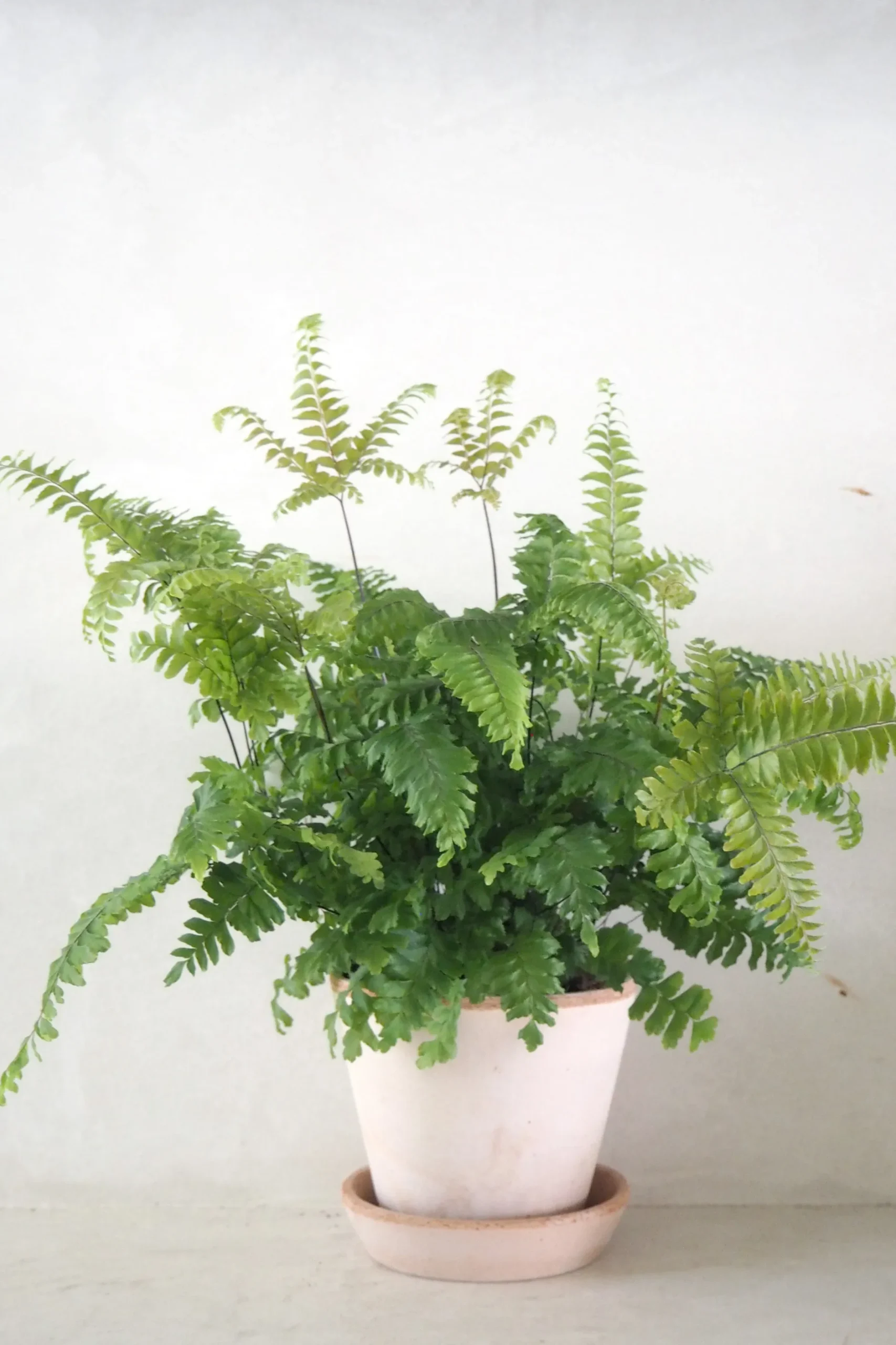 Tropiske Planter^PLANT Bronze Venushår bregne