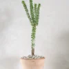 Ørkenplanter Og Knoldplanter^PLANT Ceraria Namaquensis