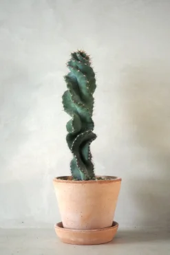 Ørkenplanter Og Knoldplanter^PLANT Cerus peruvianus spiralis kaktus