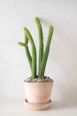 Ørkenplanter Og Knoldplanter^PLANT Cleistocactus samaipatanus