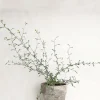 Danskavlede Planter^PLANT Corokia virgata - Maori Green